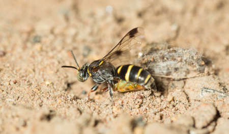 Wasp are digging for embryo implantation.の写真素材