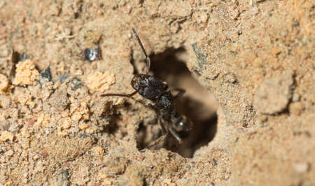 Black ant're foraging on the ground.の写真素材