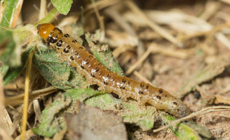 Butterfly larvae are walking on the lawn.の写真素材