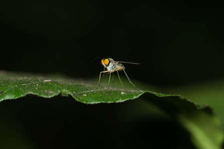 Flies perched on a leaf.の写真素材
