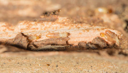 Termites are alarmed because the nest was destroyed.の写真素材