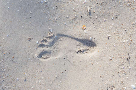 Photos footprints on the beach in the afternoon.