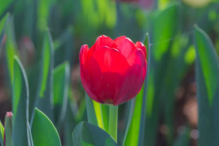 Red tulip in the garden outdoors.