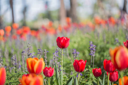 Red tulip in the garden outdoors.の写真素材