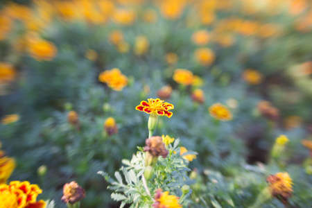 Marigold in the garden outdoors.