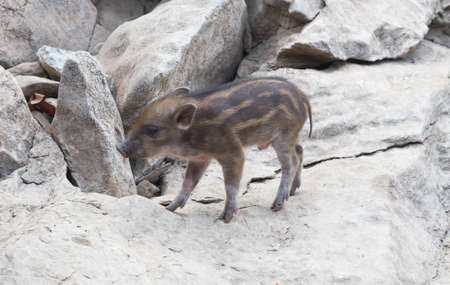 The boar was walking on the stone mountain.の写真素材