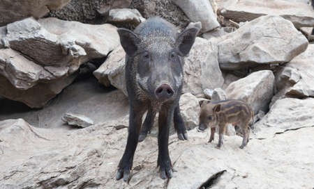 The boar was walking on the stone mountain.の写真素材