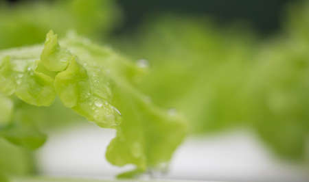 Hydroponic vegetables in the farm.の写真素材