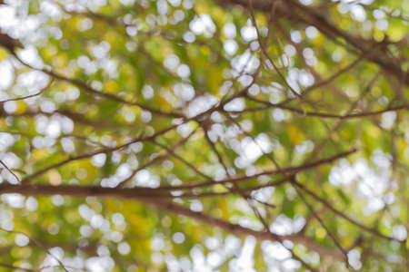 Twigs and leaves out of focus.の写真素材