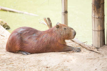 Capybara was sleeping beside the water at the zoo.の写真素材