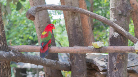 Red parrot perched on a branch at the zoo.の写真素材