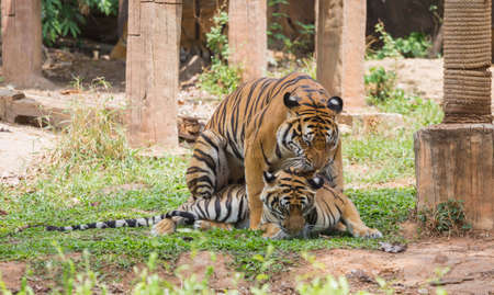The tigers mating on the lawn in the zoo.の写真素材
