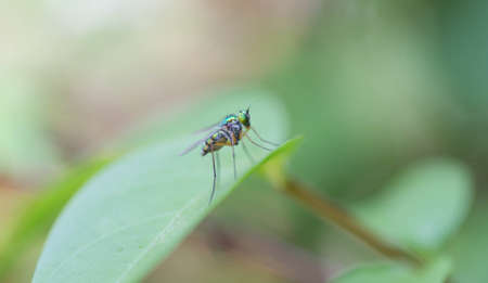 Fly perched on a leaf.の写真素材
