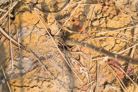 Put the cassava sprinkle the fertilizer on the ground.