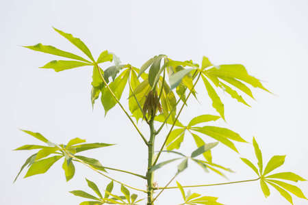 The cassava on the sky background.の写真素材