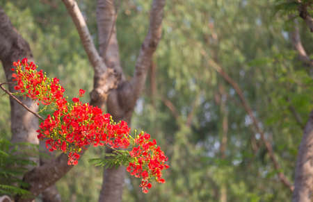 Peacock flower on the garden.の写真素材