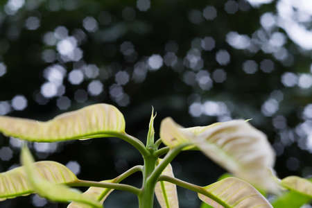 Shoots mango tree in the garden.の写真素材