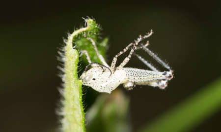 Remains grasshoppers in lawn outdoors.の写真素材