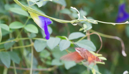 Butterfly pea in the garden with hummingbird hawk moth searching for nectar.