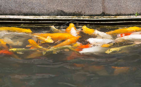 Carp feeding in the marsh.の写真素材