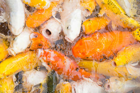Carp feeding in the marsh.の写真素材