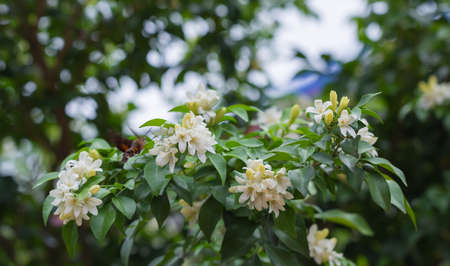 Orange Jessamine in the garden with hummingbird hawk moth searching for nectar.