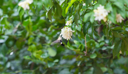 Orange Jessamine in the garden with hummingbird hawk moth searching for nectar.