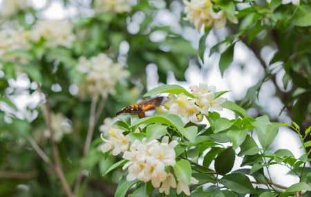 Orange Jessamine in the garden with hummingbird hawk moth searching for nectar.の写真素材