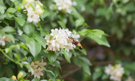 Orange Jessamine in the garden with hummingbird hawk moth searching for nectar.