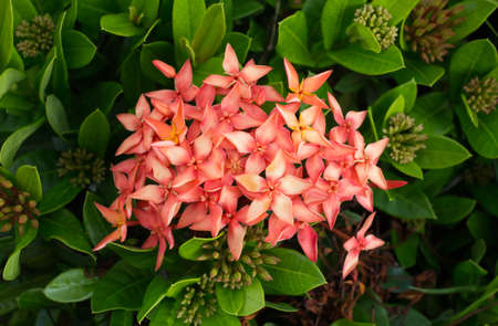 Red flower spike in the garden outdoor.の写真素材