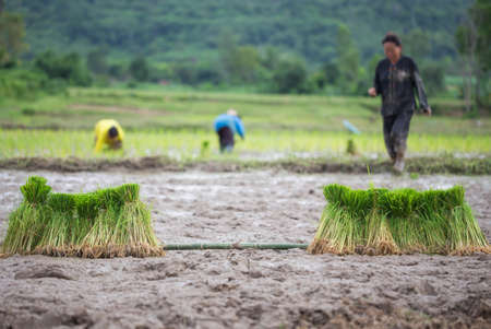 Rice seedlings in farms Thailand.の写真素材