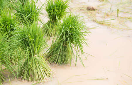 Rice seedlings in farms Thailand.の写真素材