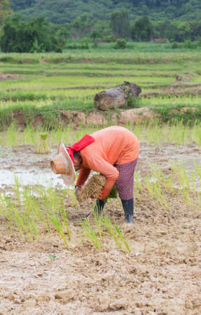 Farmers transplant rice seedlings were Thailand.の写真素材