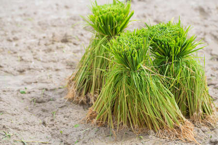 Rice seedlings in farms Thailand.の写真素材