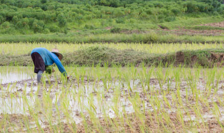 Farmers transplant rice seedlings were Thailand.の写真素材