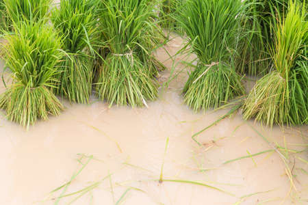 Rice seedlings in farms Thailand.の写真素材