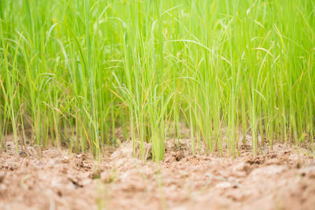 Rice seedlings in farms Thailand.