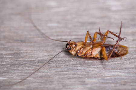 Dead cockroach on the old wooden floor.