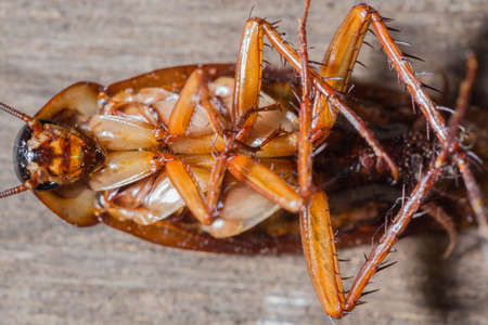 Dead cockroach on the old wooden floor.