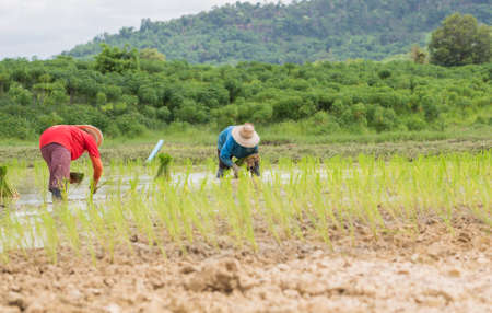 Farmers transplant rice seedlings were Thailand.の写真素材