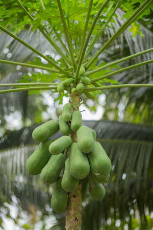 Papaya in the orchards outdoors.