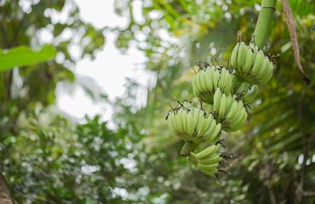 Raw bananas on the tree in the orchard.の写真素材