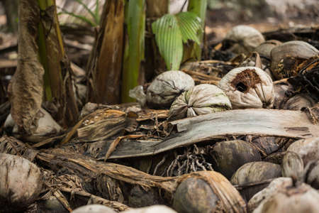 Desiccated coconut in the garden.の写真素材