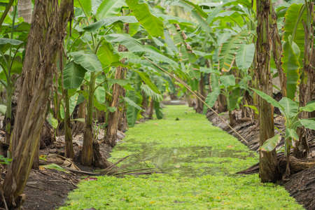 Banana tree in the orchard.の写真素材