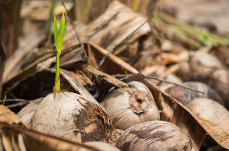 Coconut trees are sprout in the garden.の写真素材