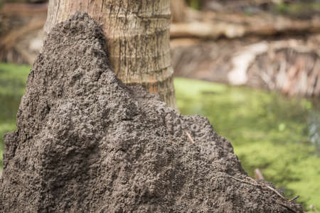 Anthill in the orchard outdoors.