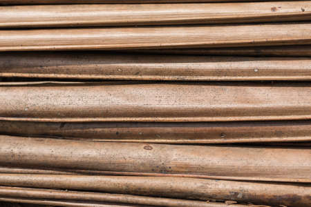 Coconut leaves in the orchard outdoors.の写真素材