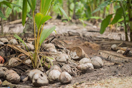 Coconut trees are sprout in the garden.の写真素材
