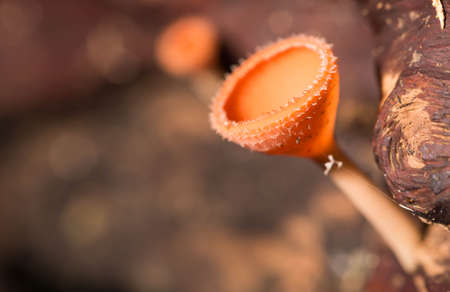 Champagne mushrooms on timber in the forest.
