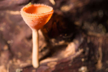 Champagne mushrooms on timber in the forest.の写真素材